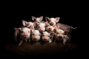 Eine Gruppe Poster-Babyschweine auf einem schwarzen Hintergrundplakat.