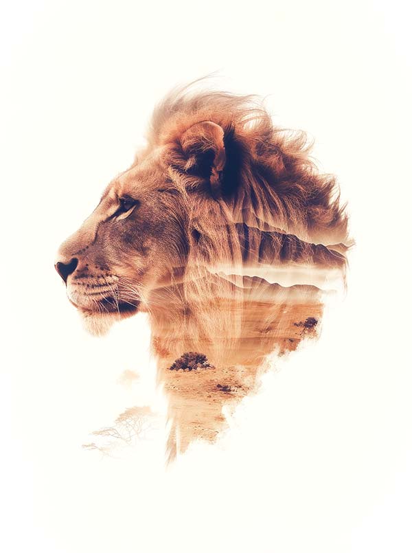 Der Löwe In Seinem Natürlichen Lebensraum. Poster Löwe Double Exposure